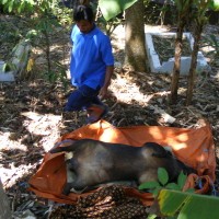 Hingga Minggu Pagi, Bangkai Babi Belum Dikuburkan